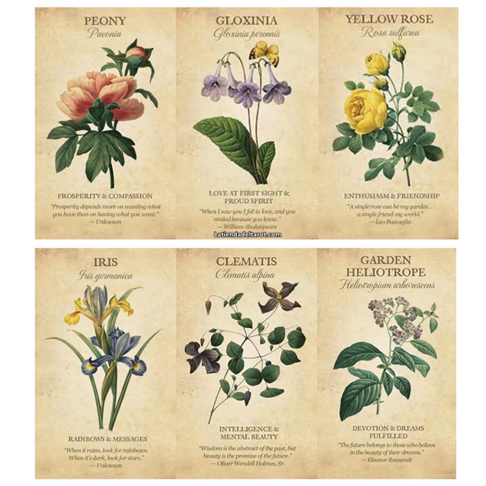 Botanical Inspiration Oracle c - огляд і ціна Board Game Inspiration